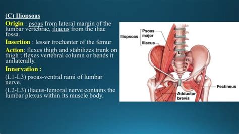 Image result for Muscles Near Pelvis