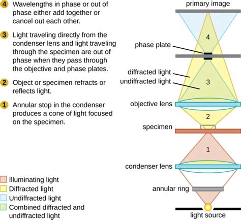 Image result for Compound Microscope Lens Diagram
