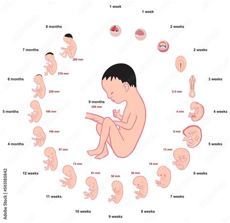 Fetal Development Timeline Chart に対する画像結果