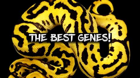Image result for Recessive Gene Ball Python