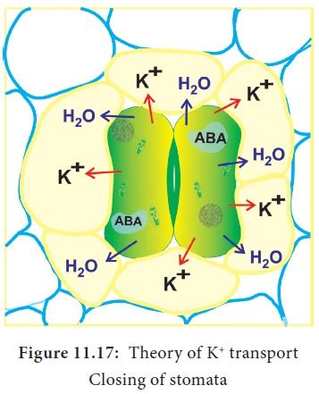 Stomatal Function కోసం చిత్ర ఫలితం