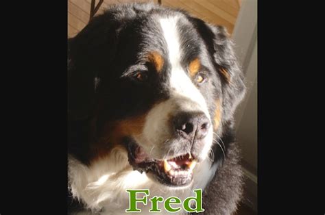 Fred's Breakfast に対する画像結果