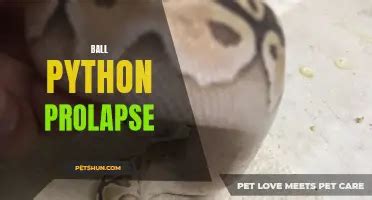 Ball Python Constipated に対する画像結果