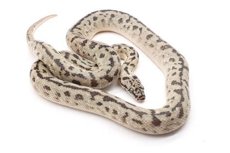 Image result for Blonde Spotted Python