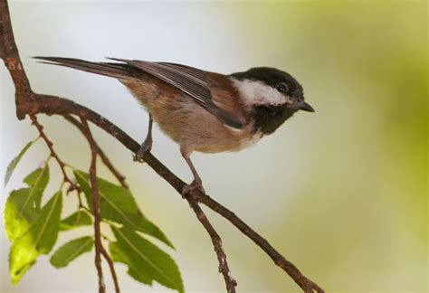 Chestnut Chickadee に対する画像結果