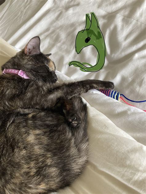 Image result for Snik Cat