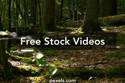 Logging Videos に対する画像結果