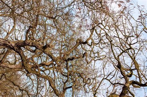 Overhead Tree Vector に対する画像結果