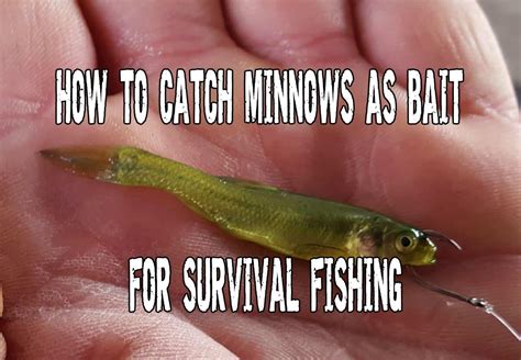 Image result for How to Use Minnows for Catfish Bait