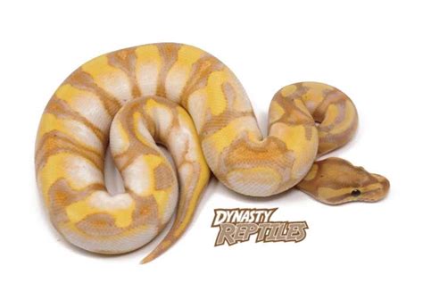 Image result for Lesser Banana Calico Ball Python
