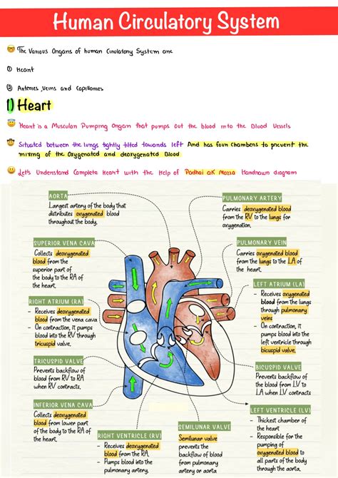 Image result for Life Processes Heart Diagram Class 10