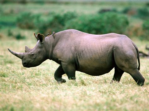 Rhino Architecture Rendering に対する画像結果