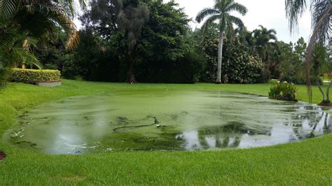 Image result for Algae in Lakes