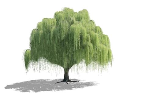 Image result for Free Tree Design