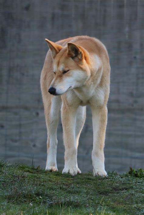 Toradh íomhá ar Native Aussie Dogs