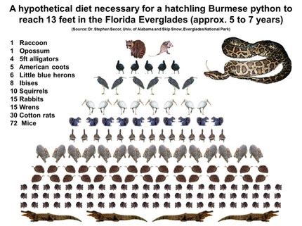Image result for Burmese Python Food Chain