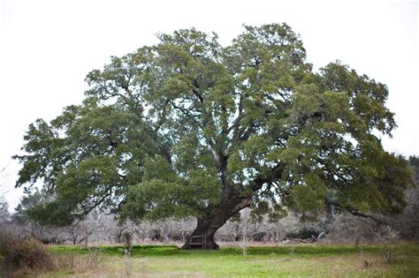Toradh íomhá ar Houston Tree Types