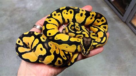 Afbeeldingsresultaten voor Septicemia Ball Python