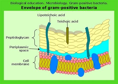 Cell Envelope Structure に対する画像結果