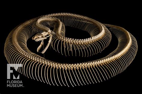 Image result for Burmese Python Metal Sculpture