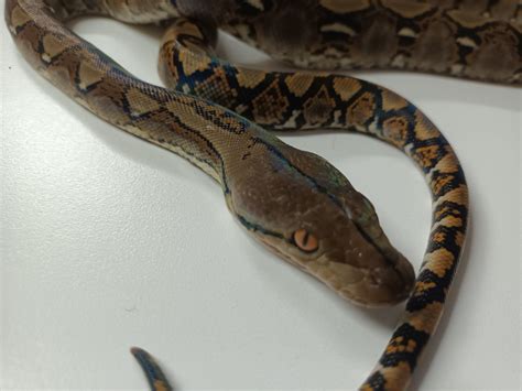 Image result for Male Reticulated Python