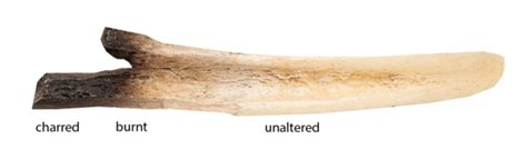 Toradh íomhá ar Inside Skin Bone Color Image