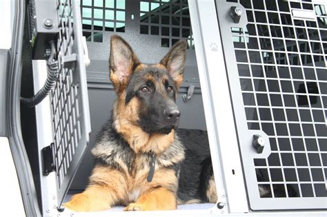 Image result for Cages for German Shepherd's