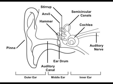 Toradh íomhá ar Life Sciences Grade 12 the Human Ear