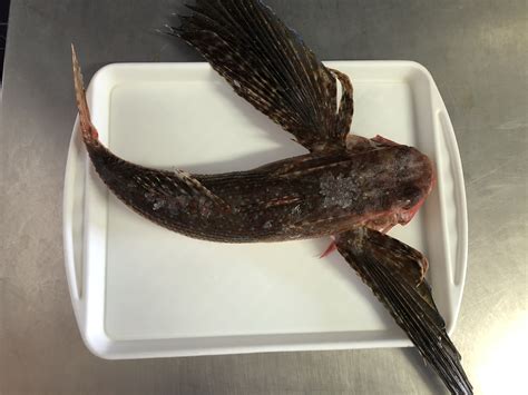 Categorizing Fish に対する画像結果