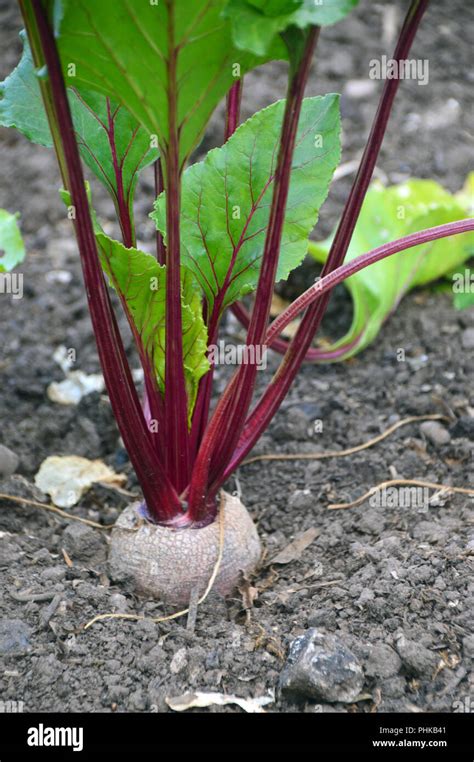Beetroot Planting に対する画像結果