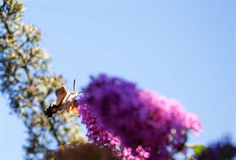 Image result for Large Hawk Moth