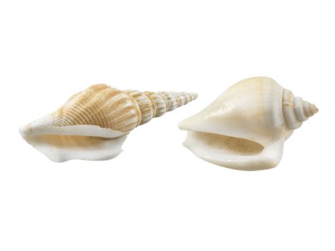 Pretty Shell Transparent Background に対する画像結果