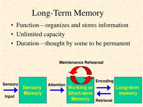 Image result for Short-Term Memory Working Memory Long-Term Memory