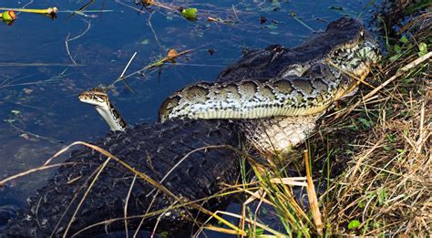 Toradh íomhá ar Python Eating a Alligator