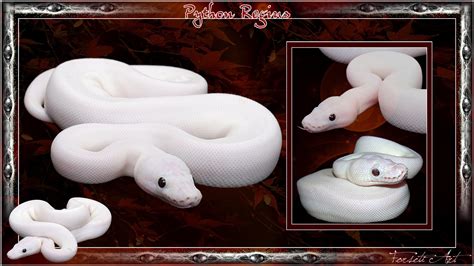 Leucistic Ball Python に対する画像結果