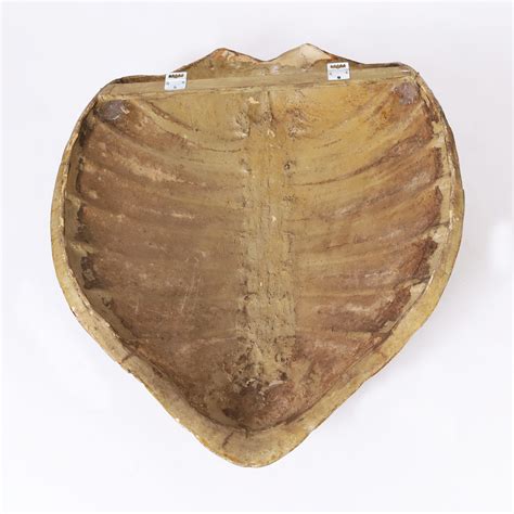 Image result for Large Artificial Turtle Shell