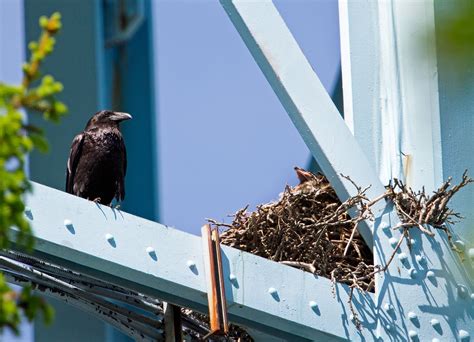 Image result for Raven Making Nest