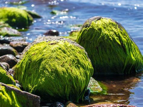 Afbeeldingsresultaten voor Algae Production