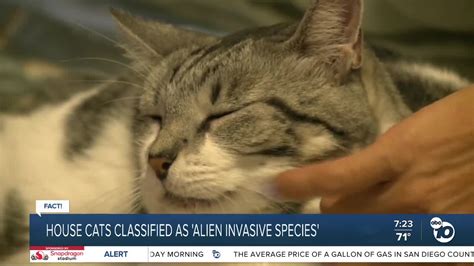 Alien Cat Species に対する画像結果