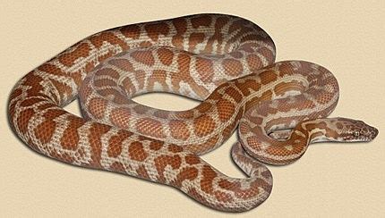 Image result for Stimson's Python