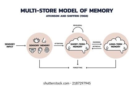 Image result for Multi-Store Memory Model Diagram