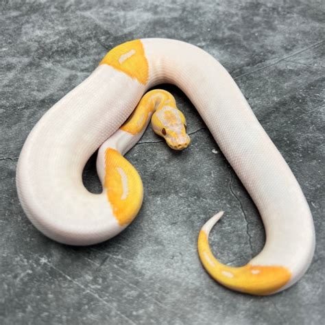 Image result for Emoji Dreamsicle Ball Python