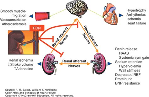 Image result for Autonomic Modulation Heart