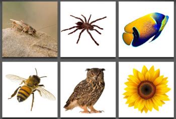 Image result for Animals Circle Time