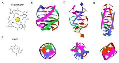 Image result for Parallel G4 Structure