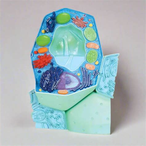 How to Make a Model of Plant Cell に対する画像結果