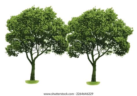 Realistic Tree Vector に対する画像結果