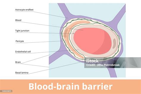 Bloodbrain Barrier Stock Illustration - Download Image Now - Astrocyte ...