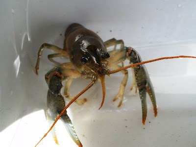 Image result for Crawdad Hole Fishing