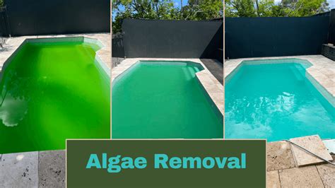 How to Remove Algae Stains for Pool に対する画像結果